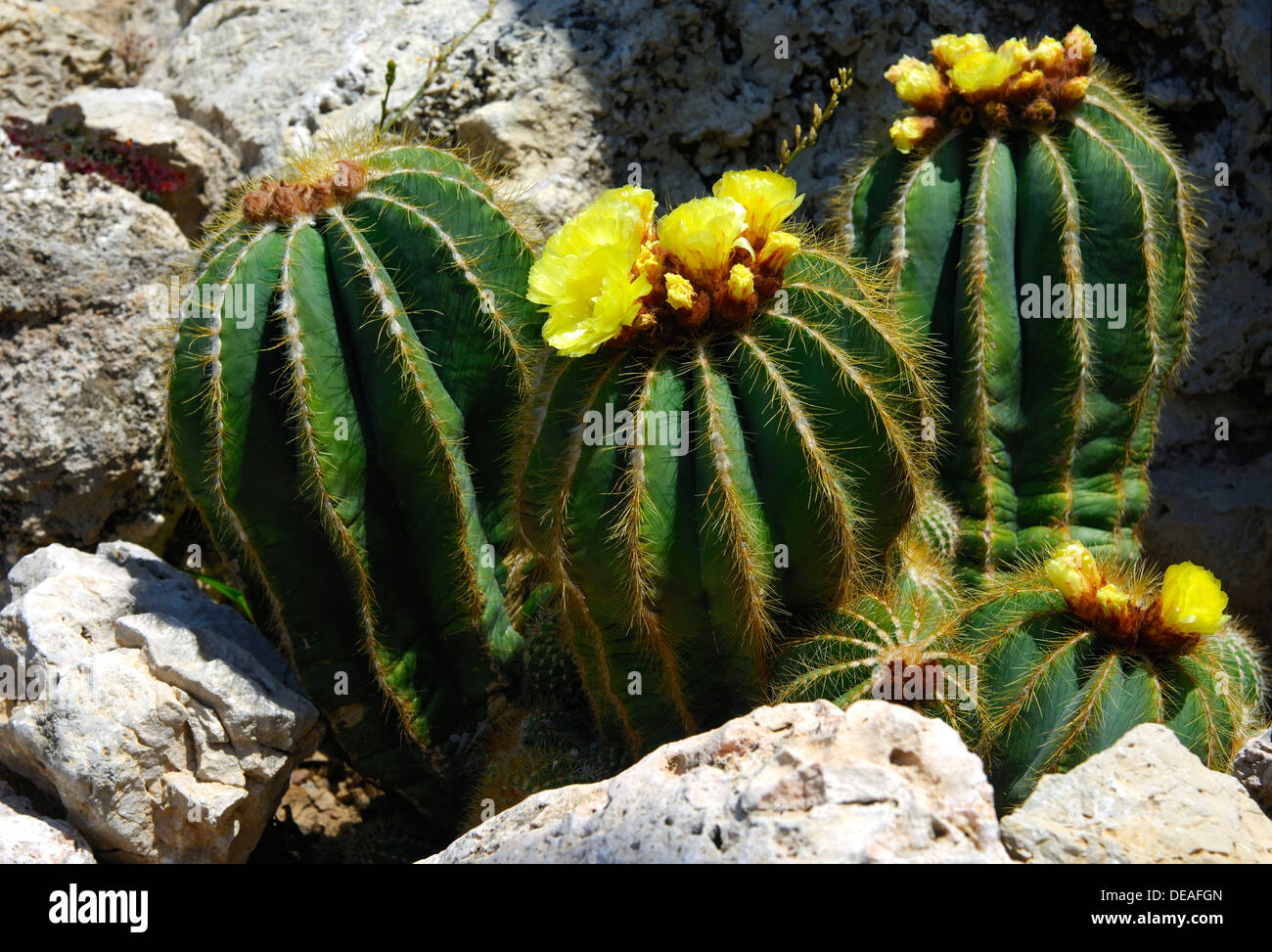 Flowering Ball Cactus (Notocactus magnificus) Stock Photo