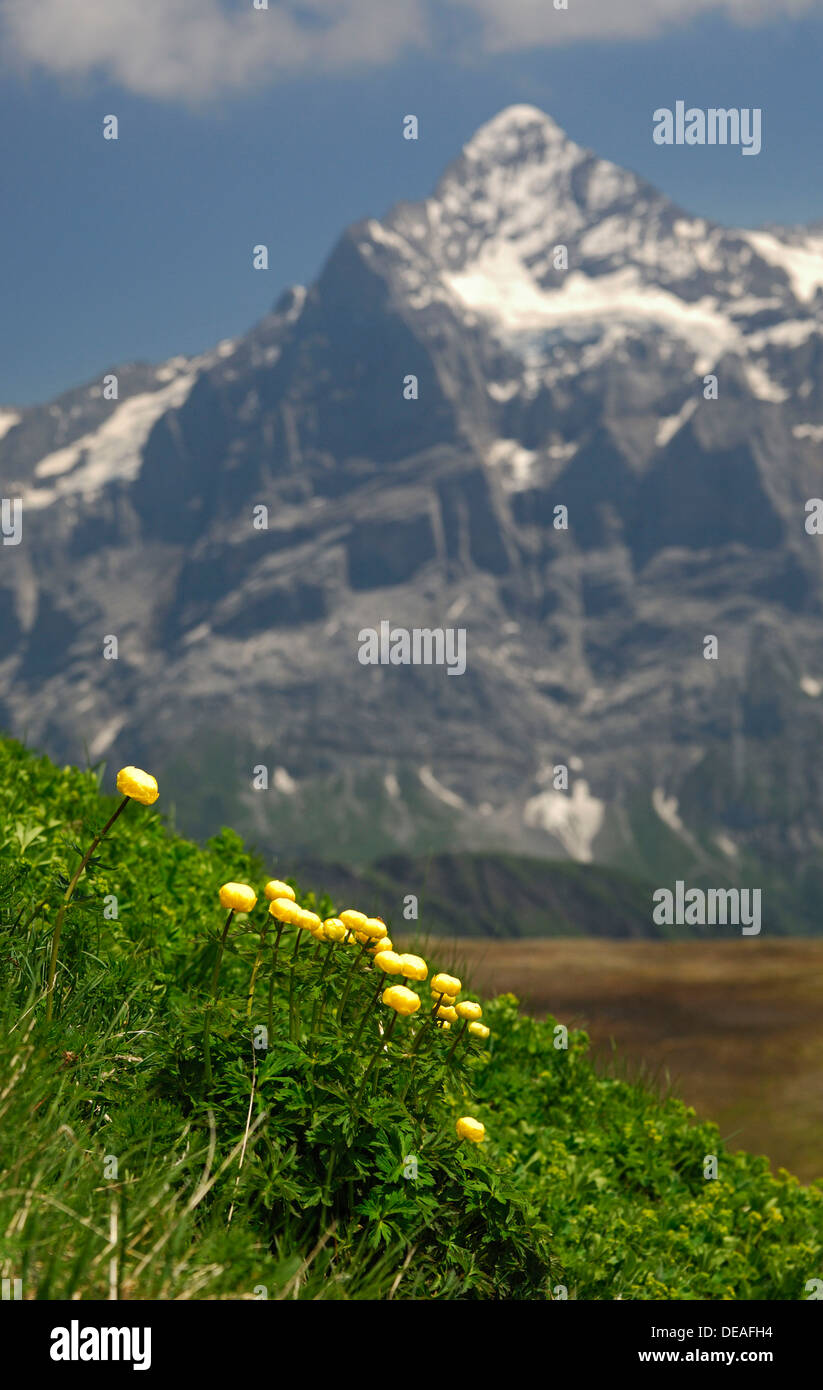 Globeflowers (Trollius europaeus) in front of Wetterhorn Massif near Grindelwald, Bernese Oberland, Switzerland, Europe Stock Photo
