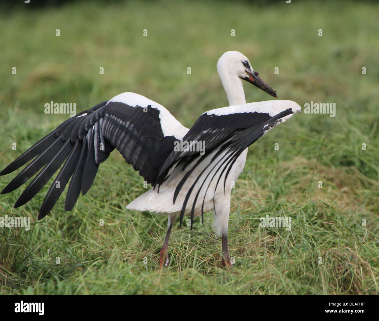 Juvenile White Stork (Ciconia ciconia) landing in the grass of a meadow Stock Photo