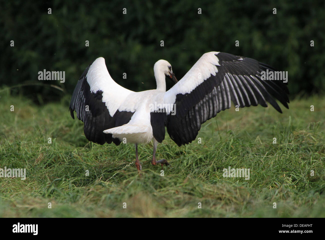 Juvenile White Stork (Ciconia ciconia) landing in a meadow Stock Photo