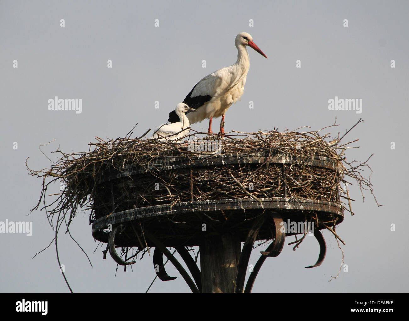 Mature White Stork (Ciconia ciconia) with a youngster on the nest Stock Photo