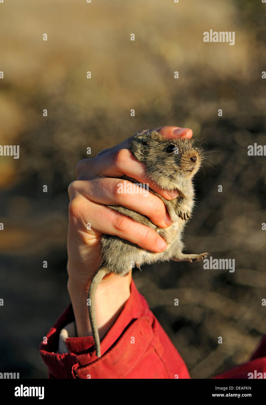 Correct way of holding a captive Four-Striped Grass Mouse (Rhabdomys pumilio) for scientific investigations, Succulent Karoo Stock Photo
