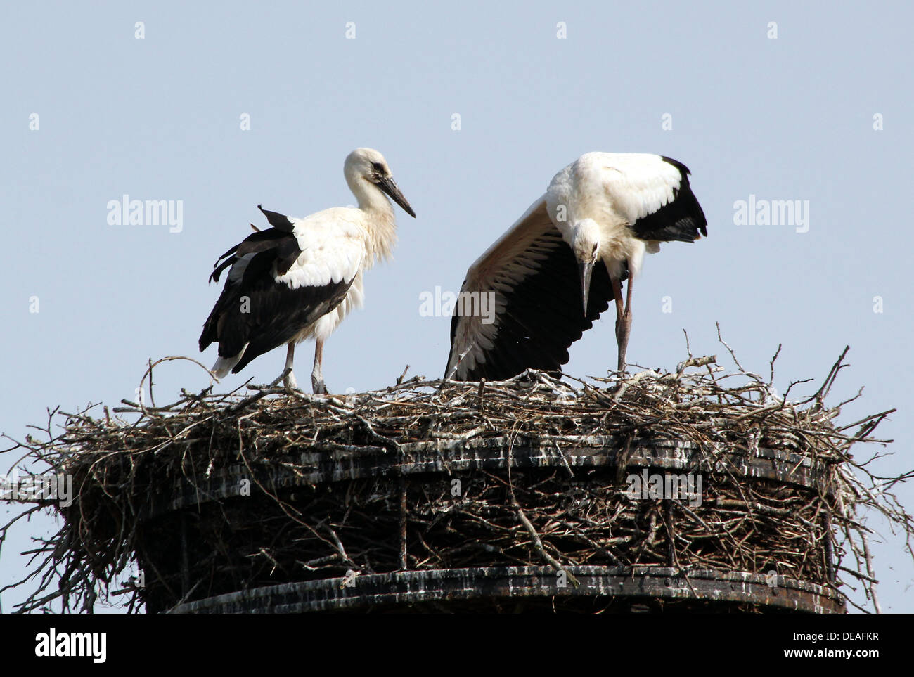 Two juvenile White Storks (Ciconia ciconia)  on the nest Stock Photo
