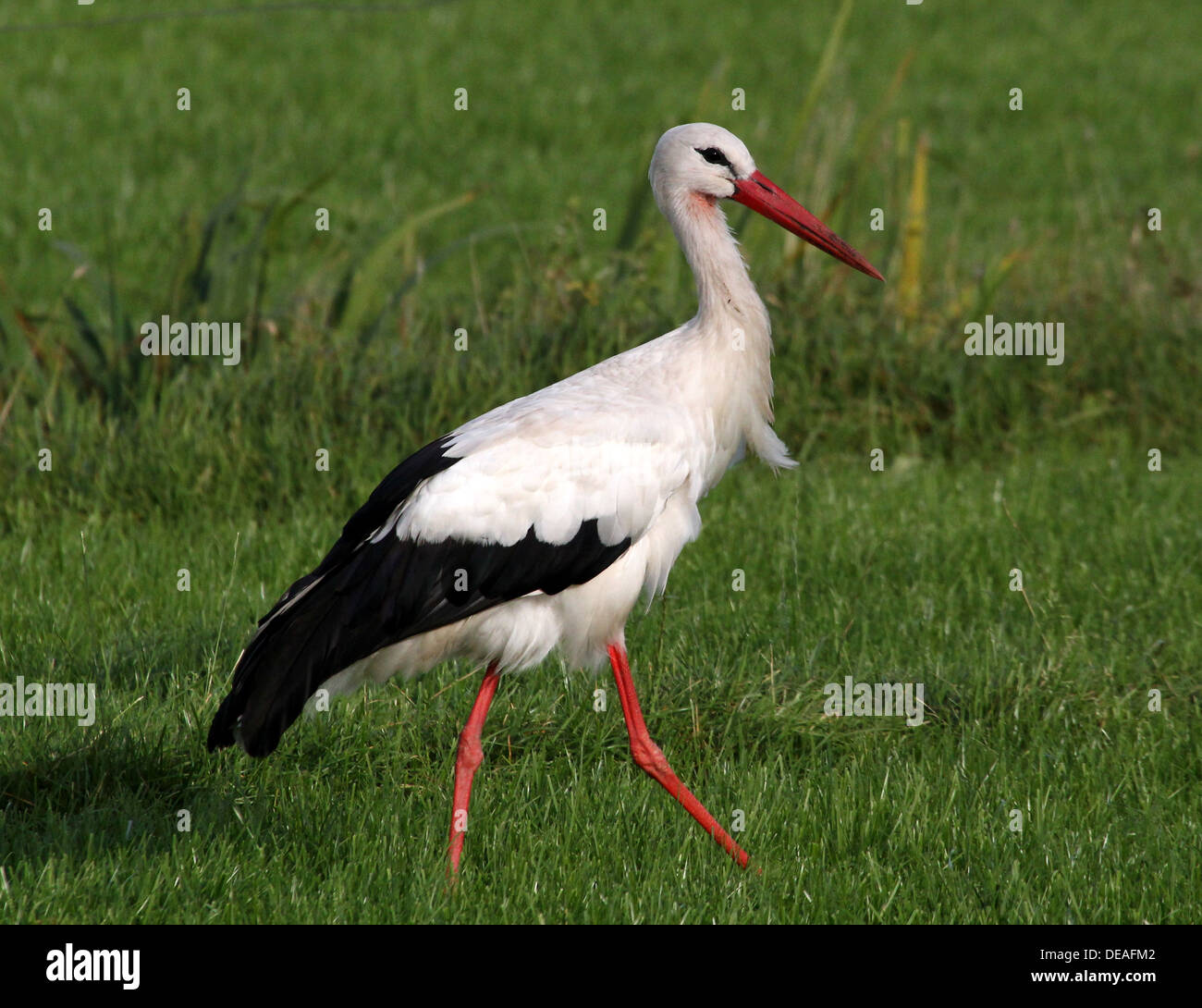 Mature White Stork (Ciconia ciconia) walking in the grass Stock Photo