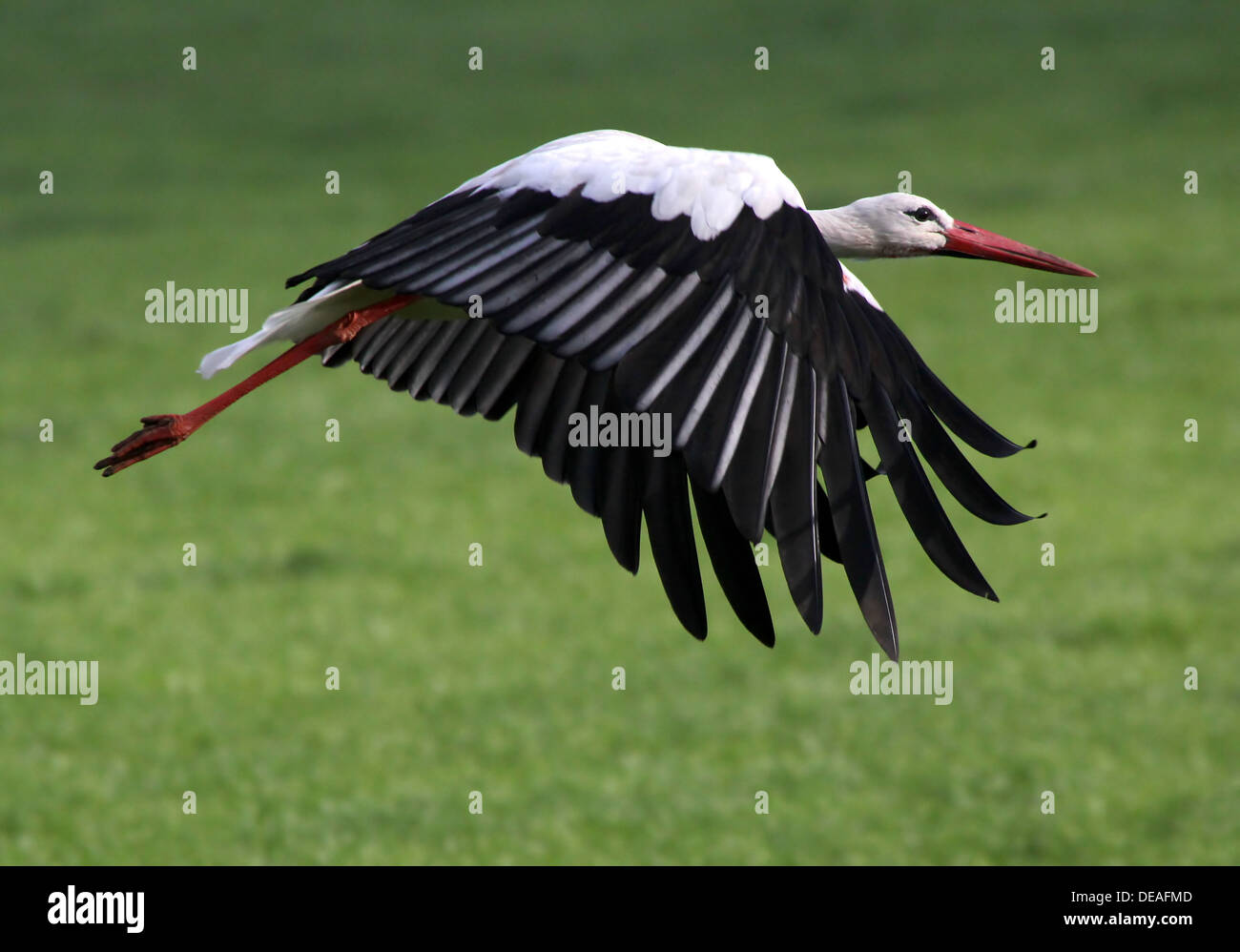 Close crop of a White Stork (Ciconia ciconia) taking off  into  flight in a meadow Stock Photo