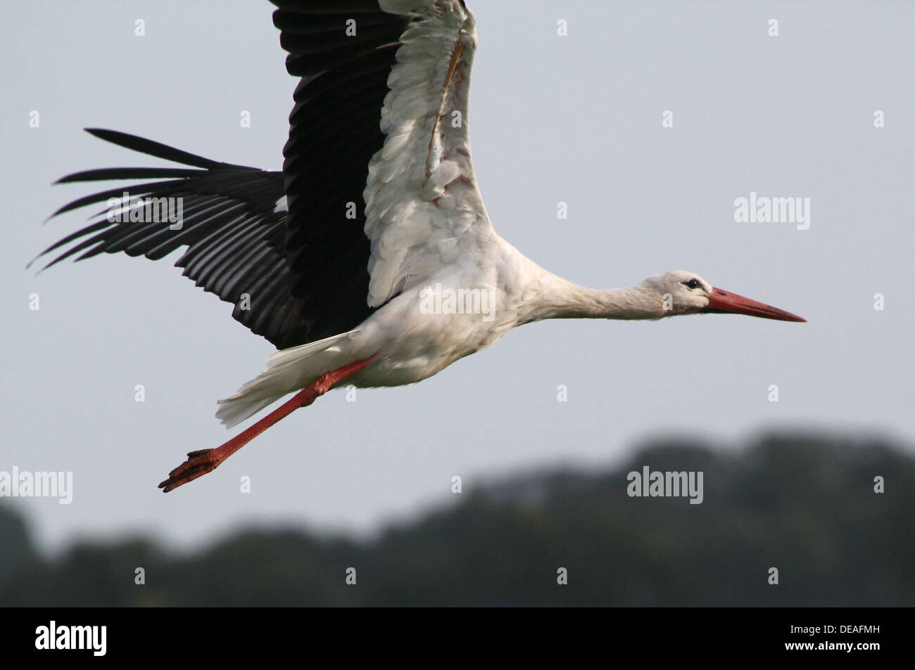 Close crop of a White Stork (Ciconia ciconia) taking off  into  flight against a blue sky Stock Photo