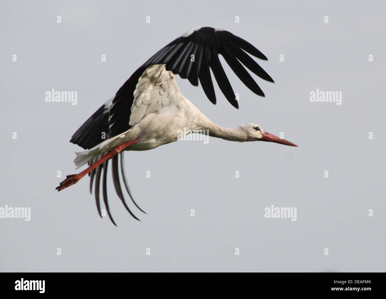 White Stork (Ciconia ciconia) in  flight against a blue sky (dozens of images in series) Stock Photo