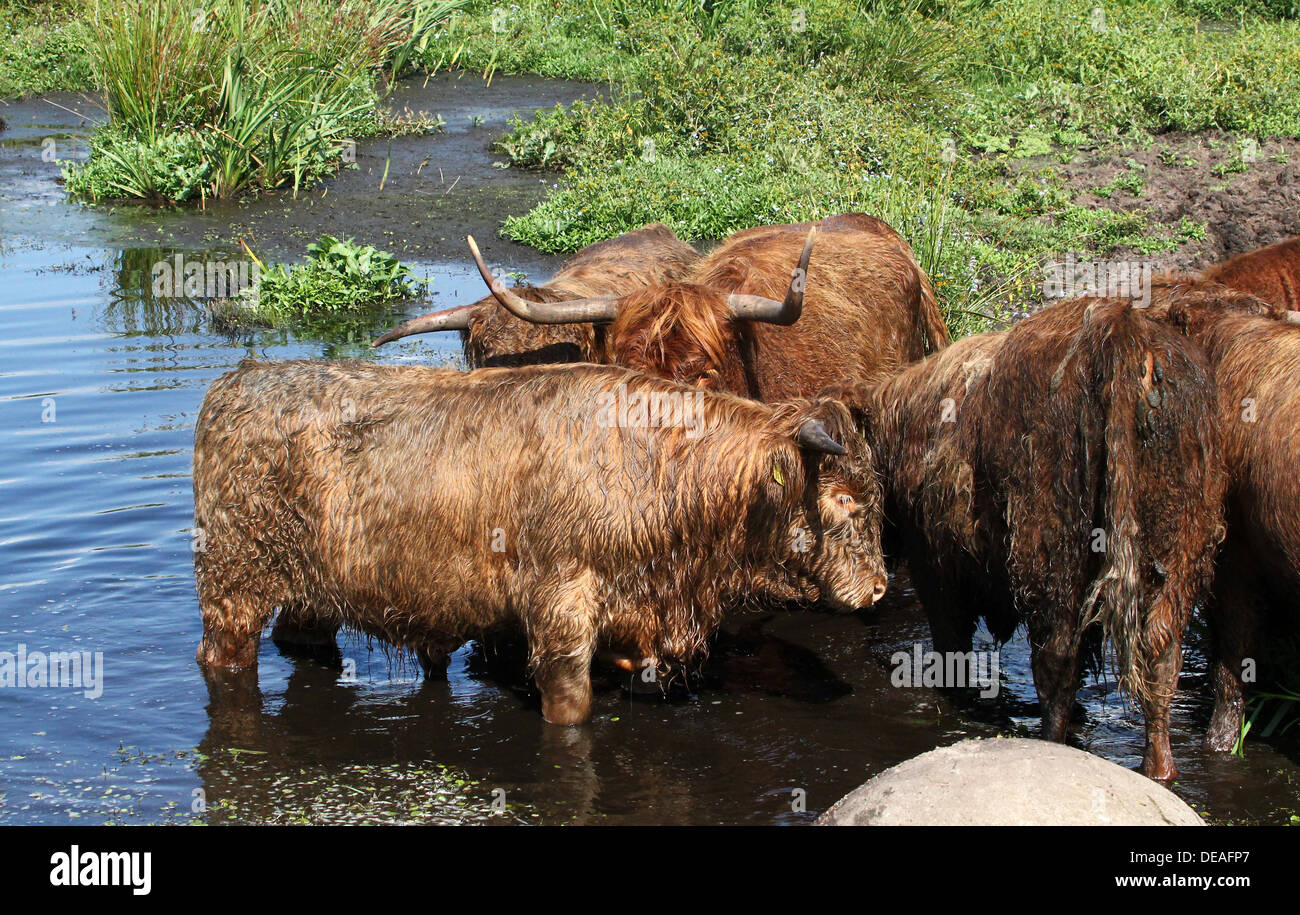 Cow Bath High Resolution Stock Photography and Images Alamy