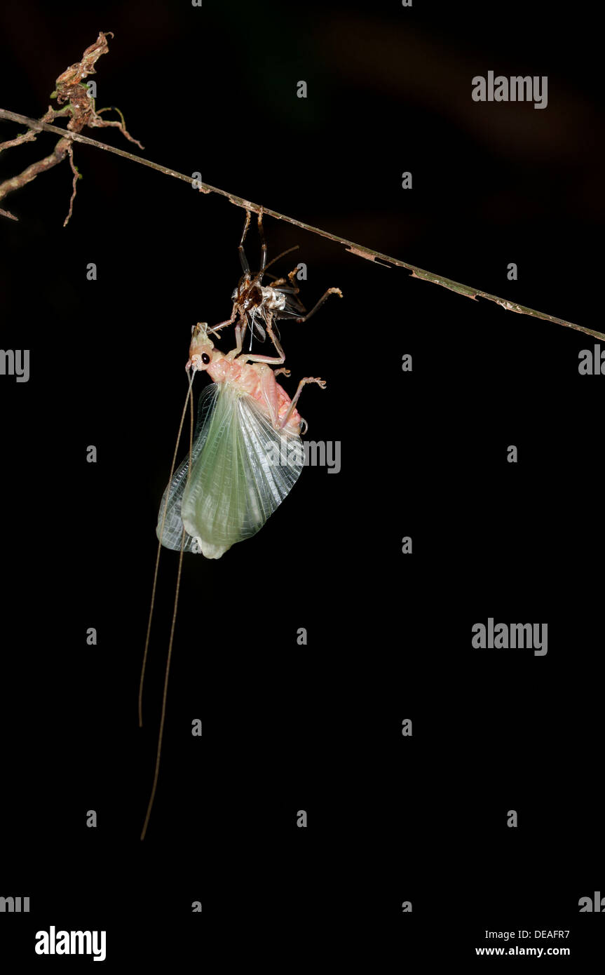 Bush cricket or Katydid (Tettigoniidae) moulting, Tiputini, rainforest, Yasuni National Park, Ecuador, South America Stock Photo