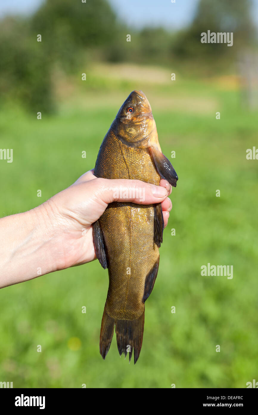 Large freshwater tench in the hand Stock Photo