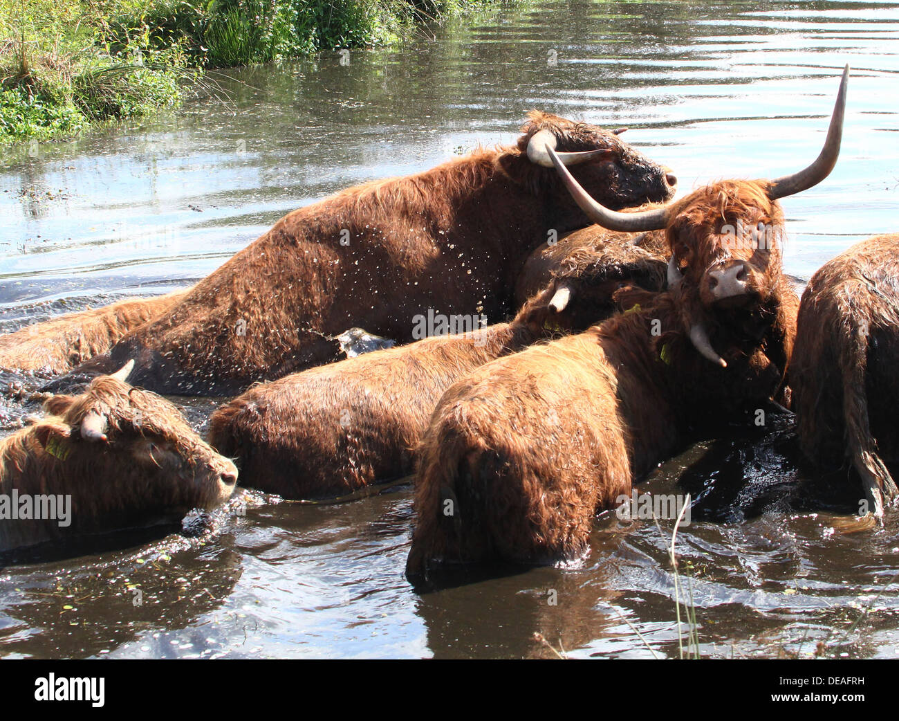 Cattle Dip High Resolution Stock Photography and Images Alamy