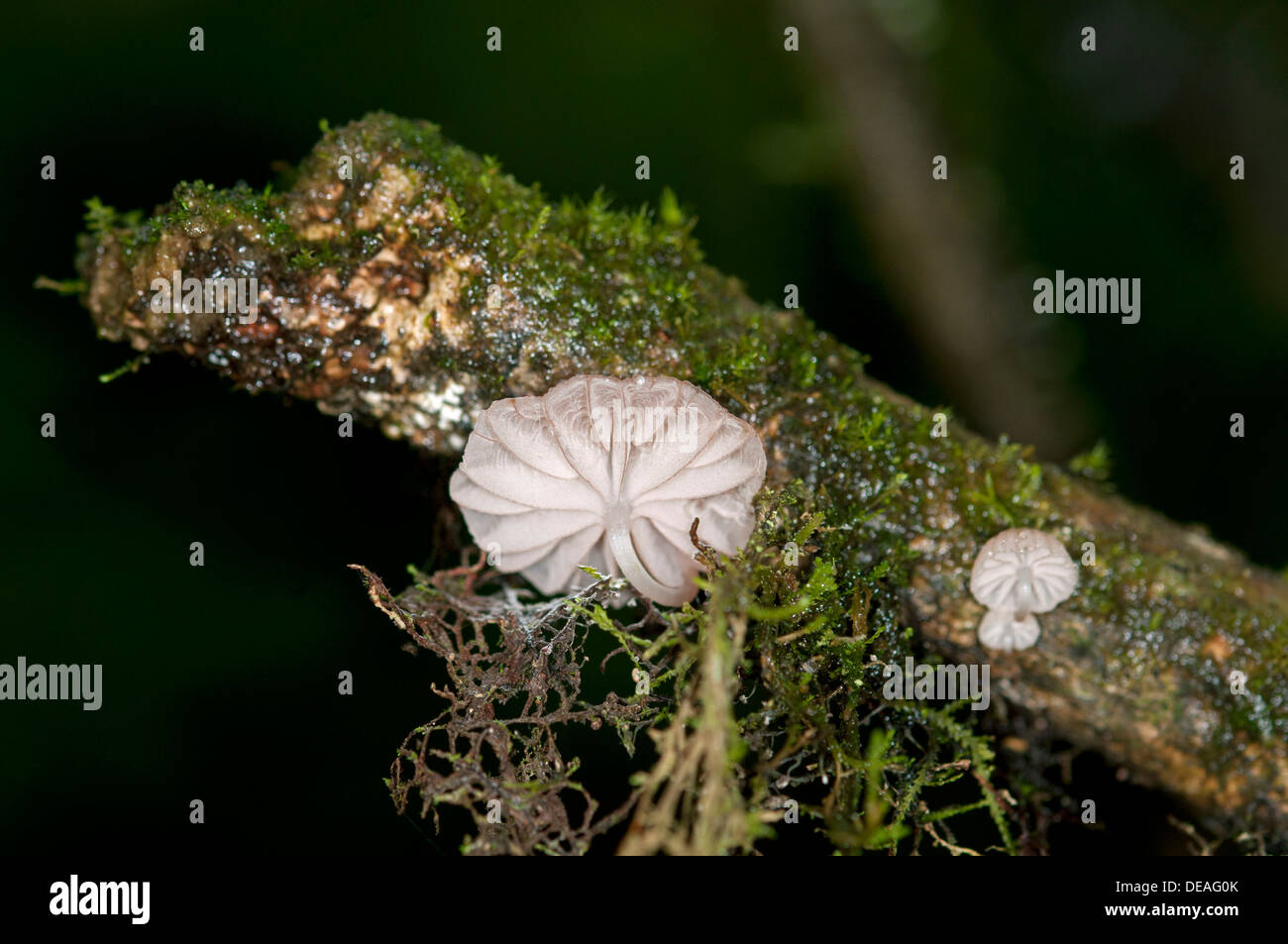 Mushroom of genus Marasmiellus, Tandayapa region, Andean cloud forest, Ecuador, South America Stock Photo