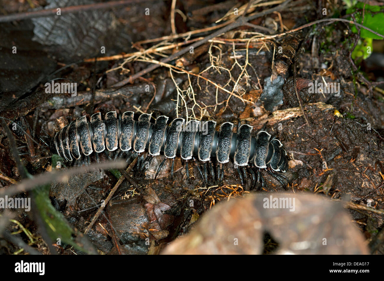 Millipede (Polydesmida), Ecuador, Tiputini rain forest, Yasuni National Park, Ecuador, South America Stock Photo