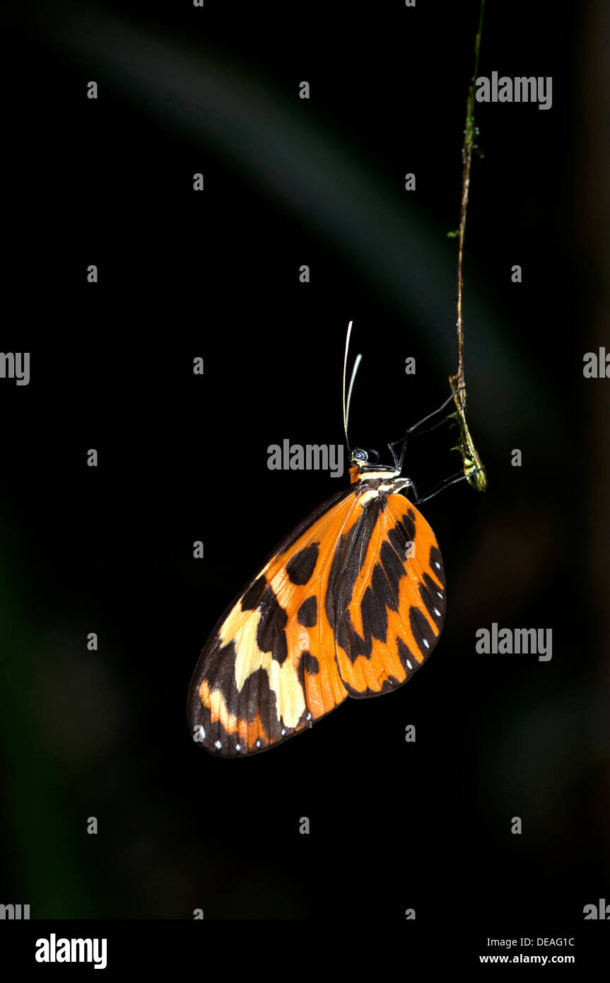 Butterfly (Lycorea sp.), (Nymphalidae), Tiputini rain forest, Yasuni National Park, Ecuador, South America Stock Photo