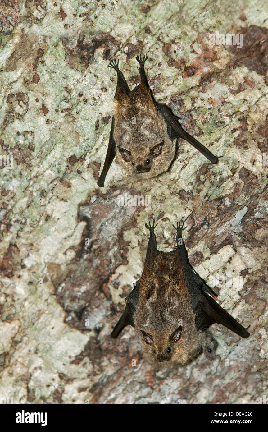 Species of fruiteating bats (Stenodermatinae), Tiputini rainforest, Yasuni National Park