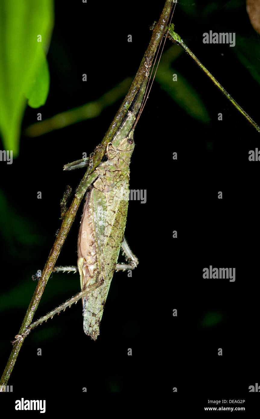Bush-cricket, Katydid (Tettigoniidae), camouflage, Tiputini rainforest, Yasuni National Park, Ecuador, South America Stock Photo