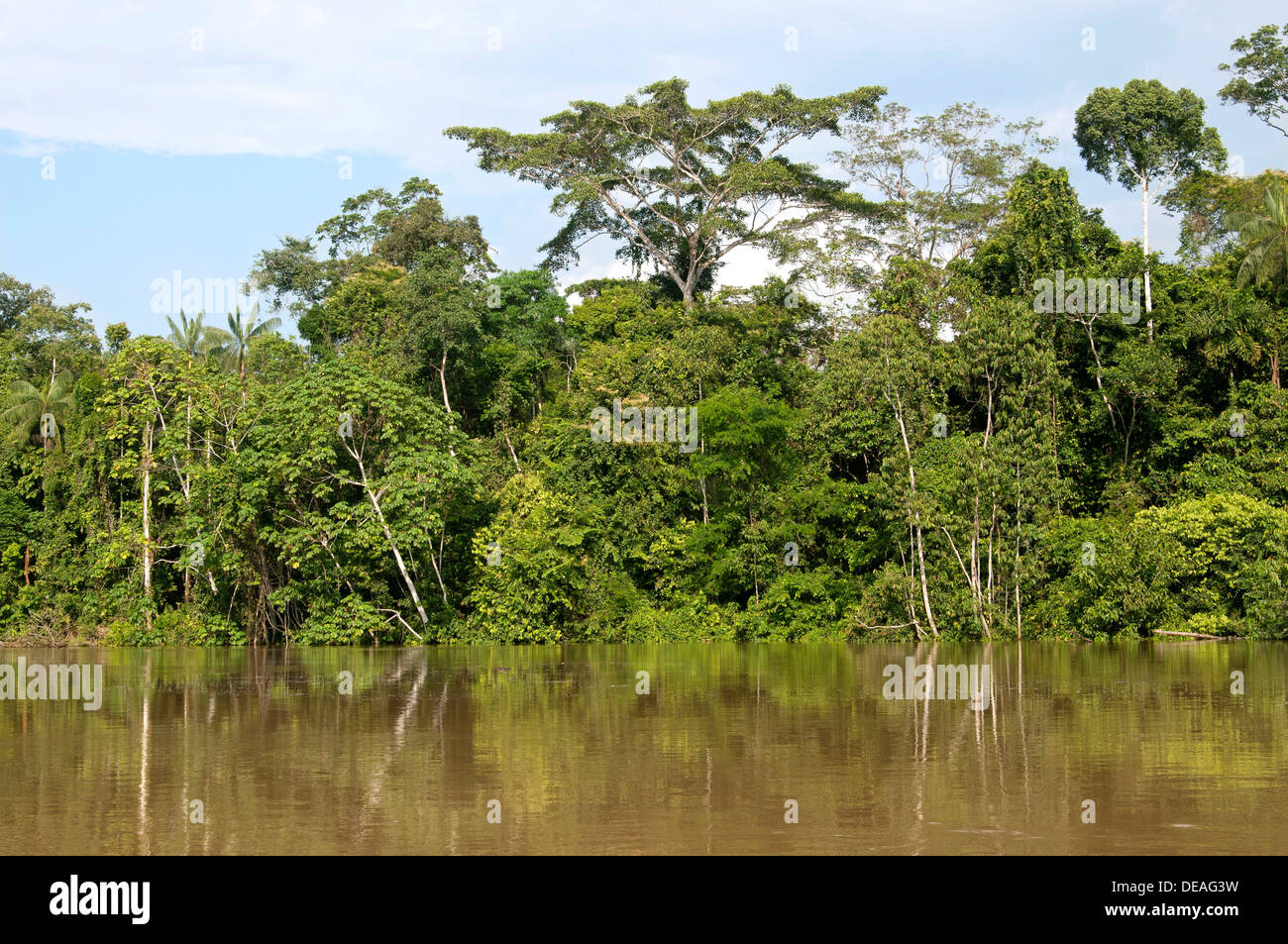 Gallery forest along the bank of the Tiputini River, Yasuni National Park, Amazon basin, Ecuador, South America Stock Photo
