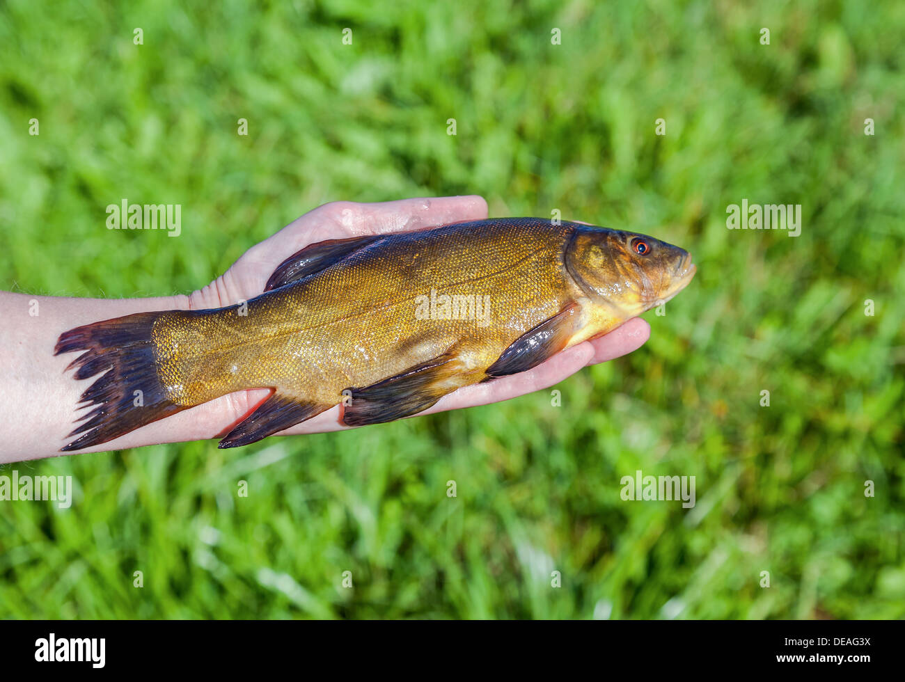 Large freshwater tench in the hand Stock Photo