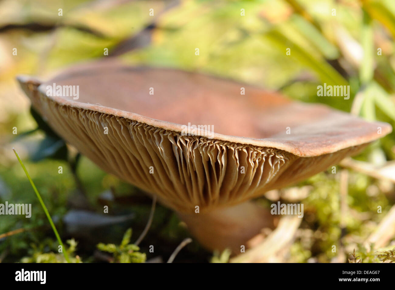 A brown inedible milk mushroom in the forest Stock Photo