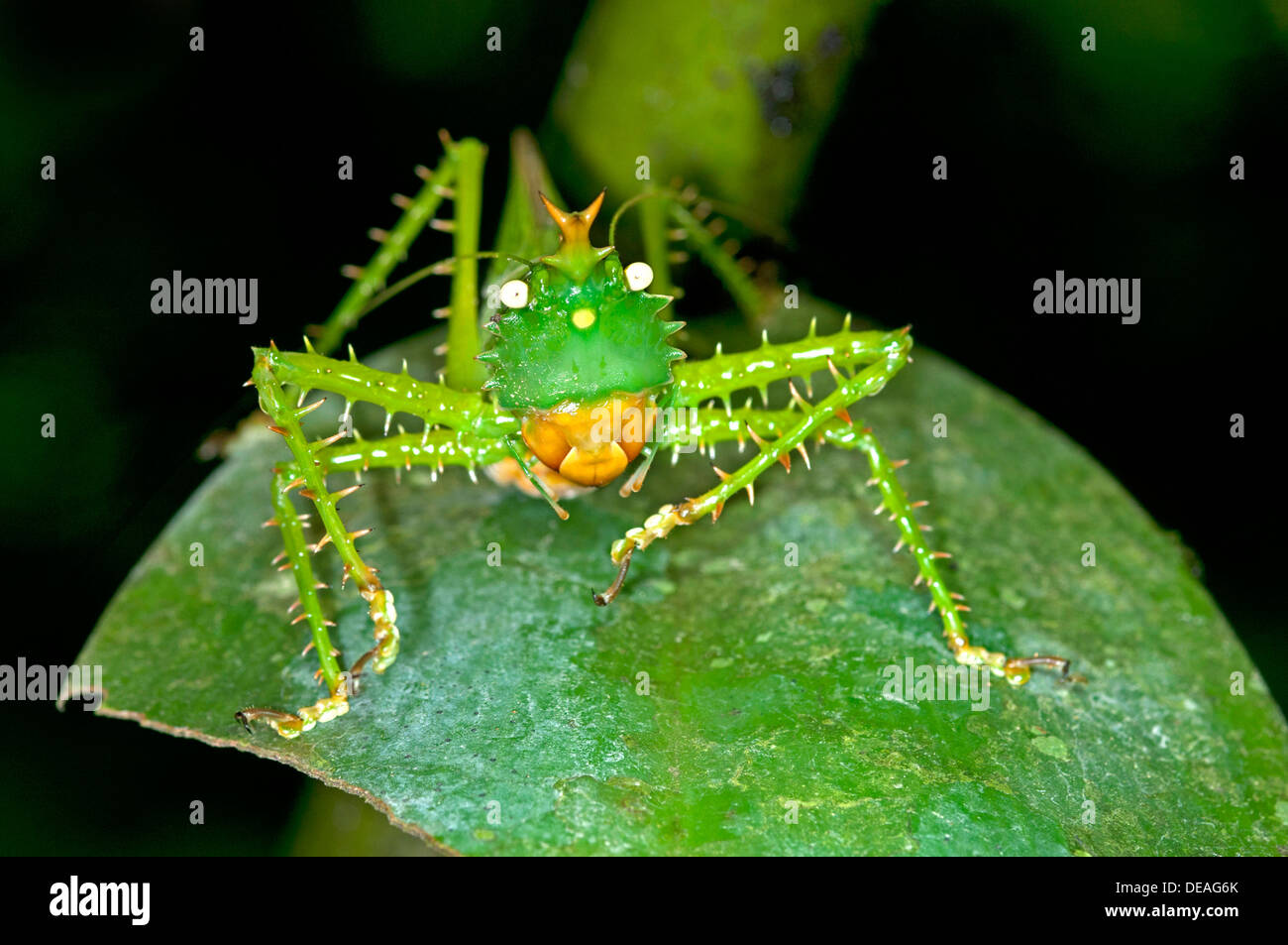 Spiny Devil Bush cricket (Panacanthus cuspidatus), Tiputini rain forest