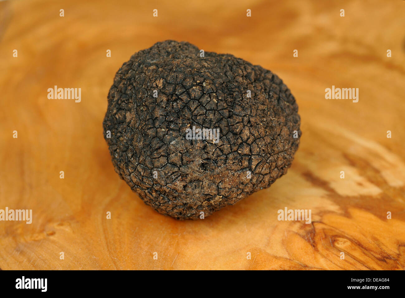 Burgundy Truffle (Tuber uncinatum), Switzerland, Europe Stock Photo