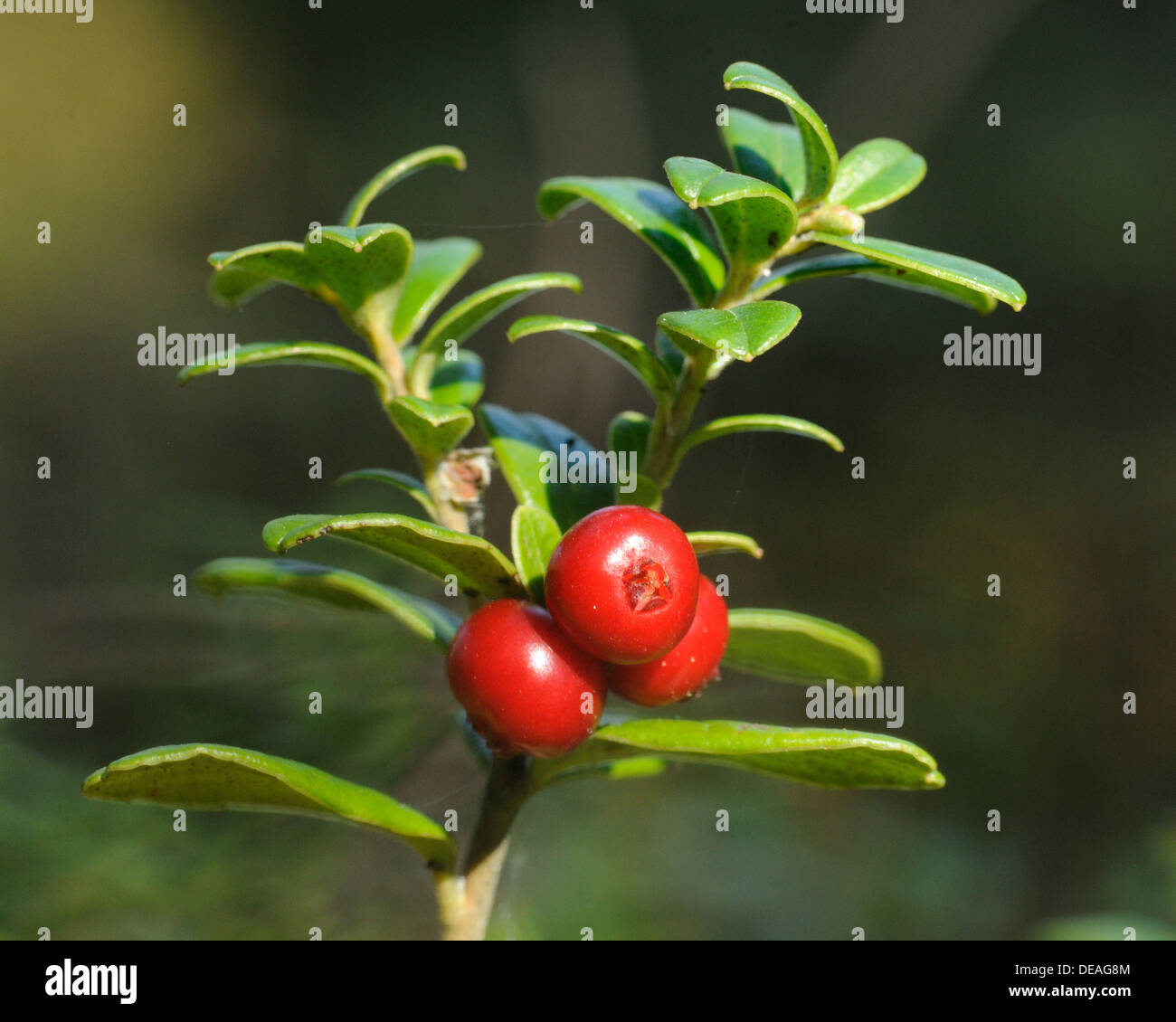 Foxberry - low evergreen shrub of high north temperate regions of Europe and Asia and America bearing red edible berries. Stock Photo