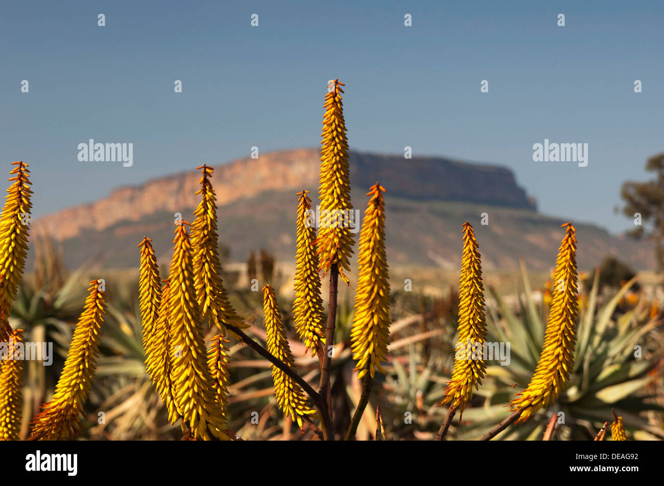 Cape Aloe (Aloe ferox) in front of Gifberg or Poison Mountain, Vanrhynsdorp, Western Cape Province, South Africa, Africa Stock Photo