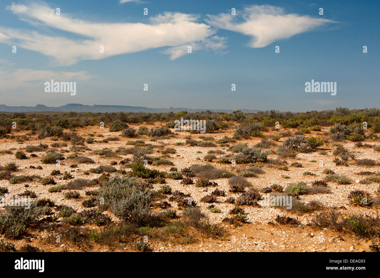 Karoo vegetation on the quartz fields of the Knersvlakte plateau near Vanrhynsdorp, Western Cape Province, South Africa, Africa Stock Photo