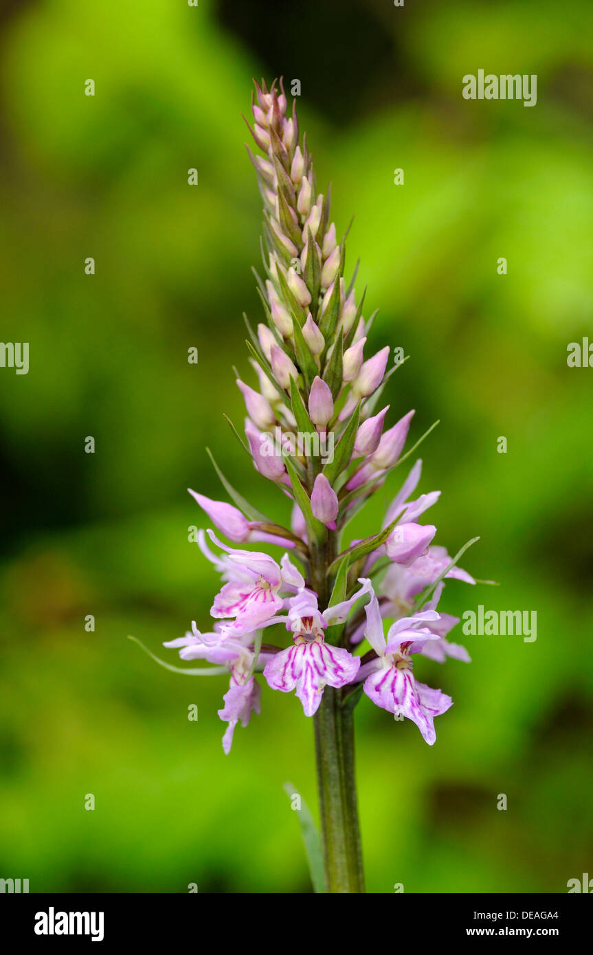 Heath Spotted Orchid or Moorland Spotted Orchid (Dactylorhiza maculata), European terrestrial orchid, Lermos, Austria, Europe Stock Photo