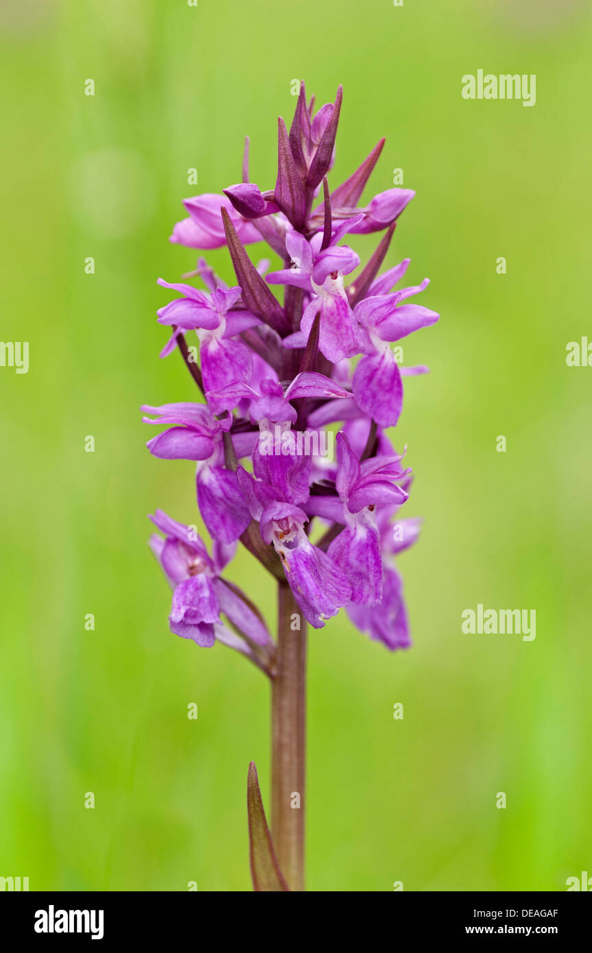 Hybrid Orchid (Dactylorhiza hybrids) Stock Photo