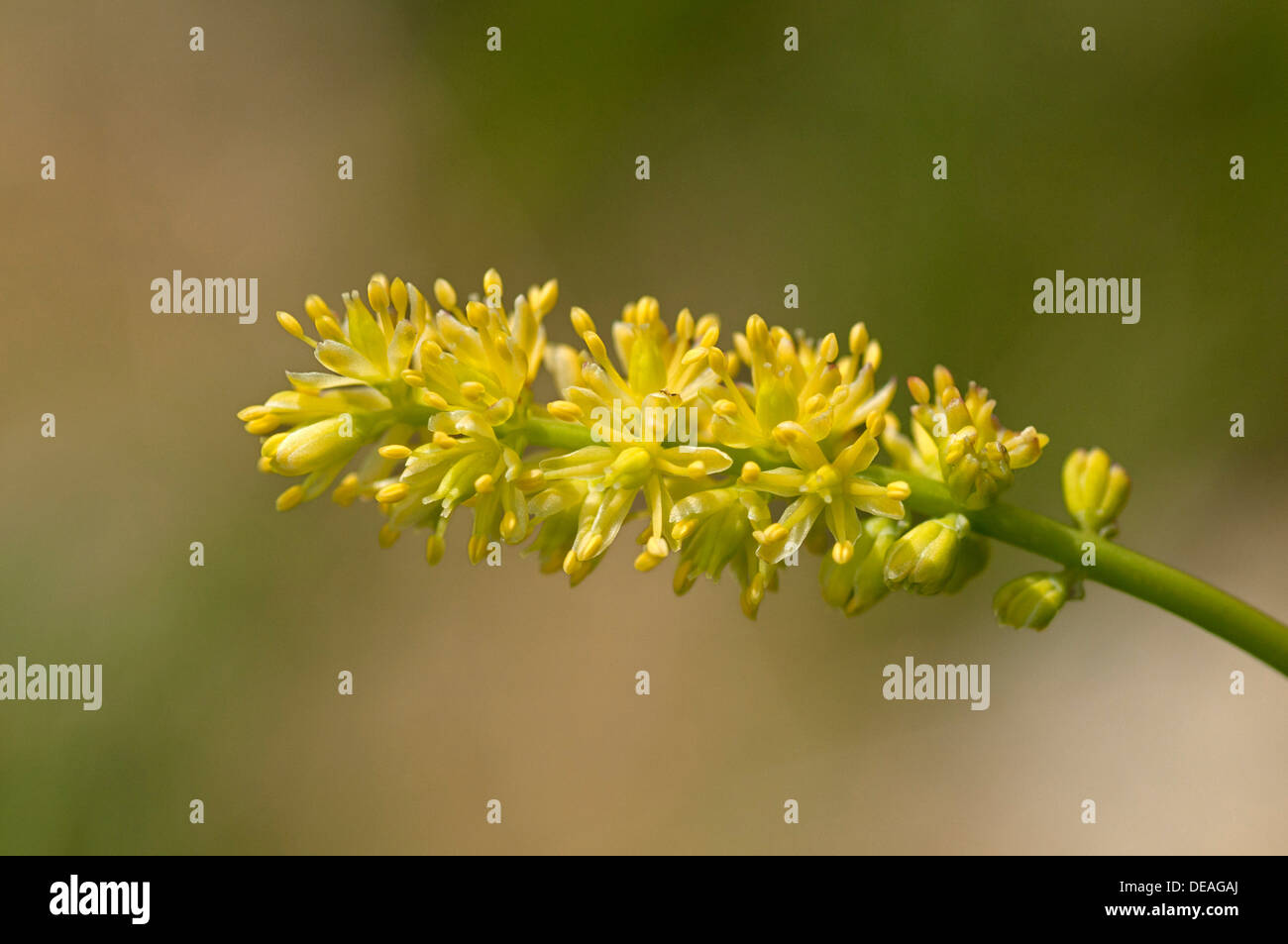 Common Asphodel (Tofieldia calyculata), Sims Lily family (Tofieldiaceae) Stock Photo