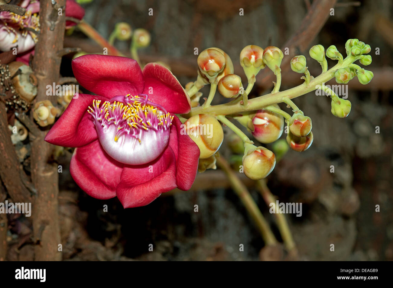 Shivalinga flower hi-res stock photography and images - Alamy