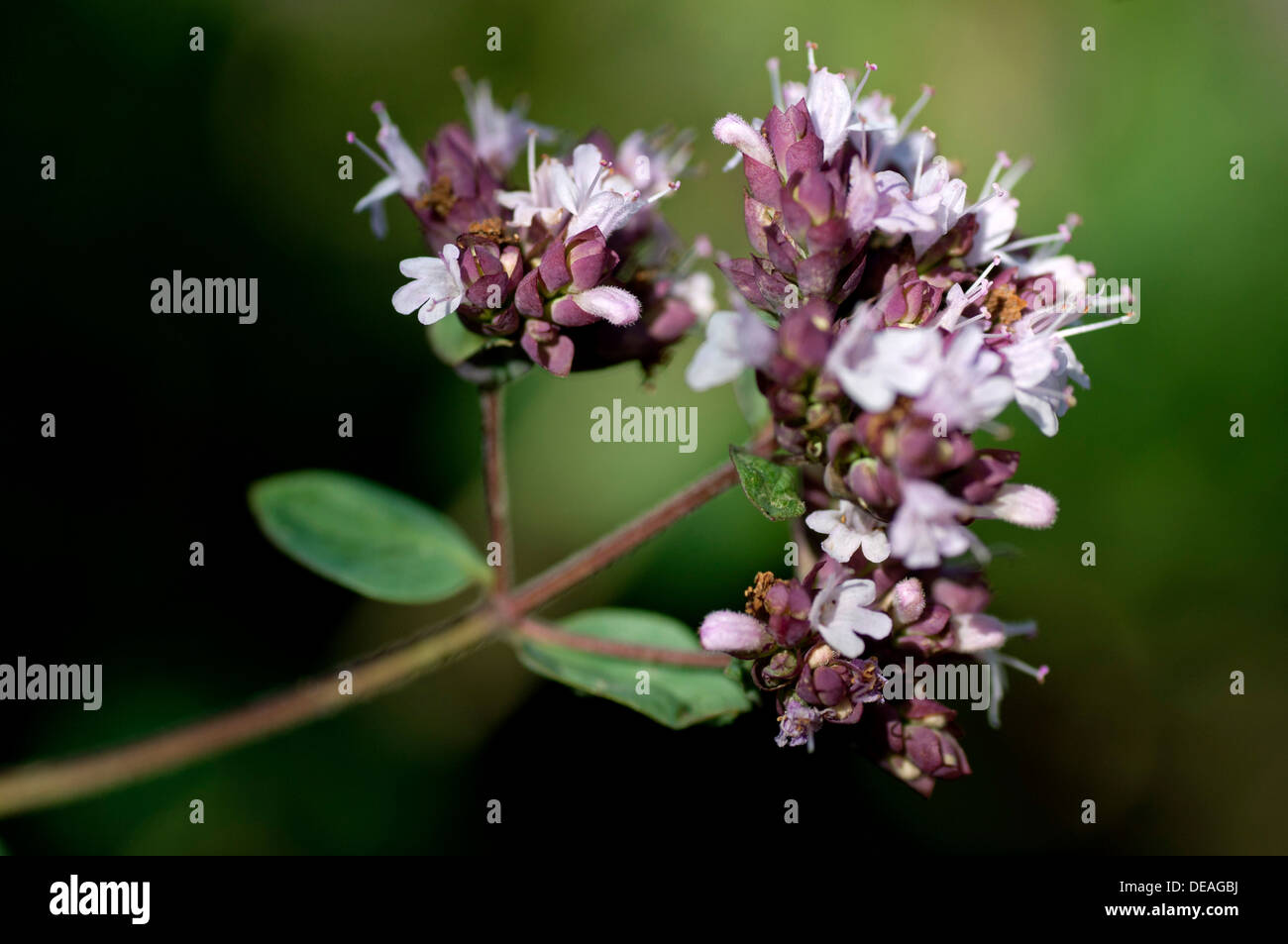 Flowering Oregano (Origanum Vulgare Stock Photo - Alamy