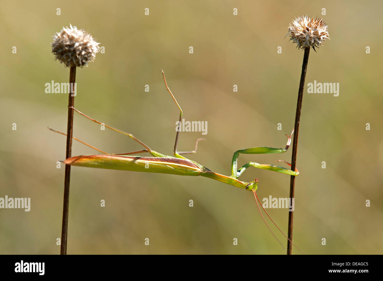 European mantis (Mantis religiosa), nutrient-poor grassland, departement of Haut-Rhin, France, Europe Stock Photo