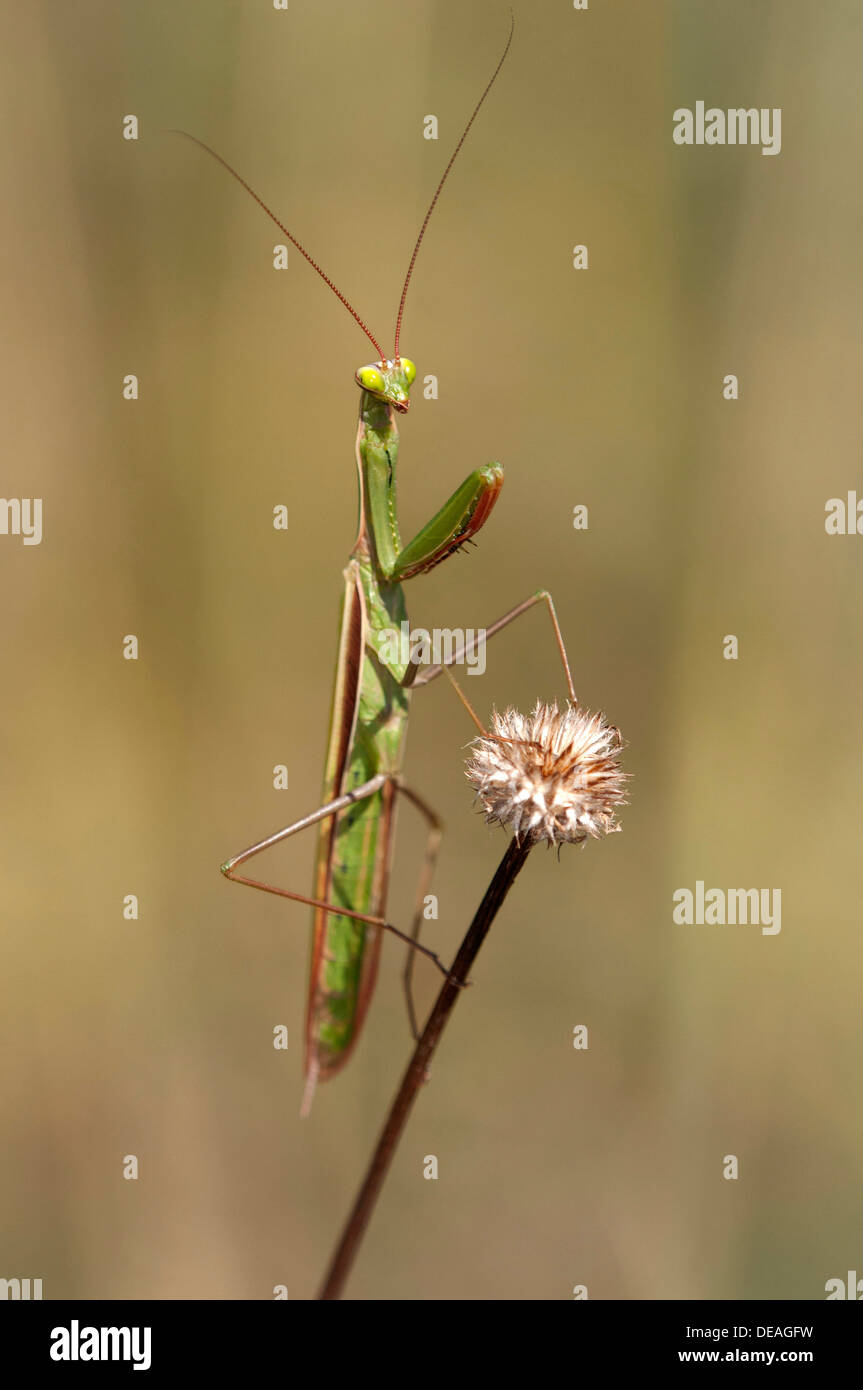 European mantis (Mantis religiosa), nutrient-poor grassland, departement of Haut-Rhin, France, Europe Stock Photo