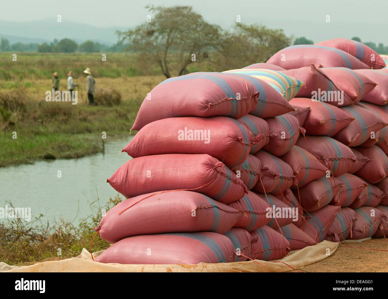 Rice bags waiting to be transported, Battambang, Cambodia, Southeast