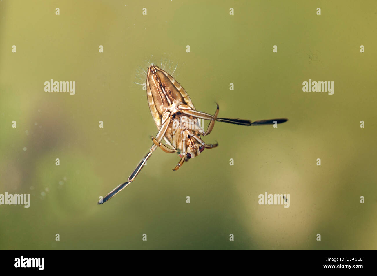 Common Backswimmer (Notonecta glauca), ventral side Stock Photo