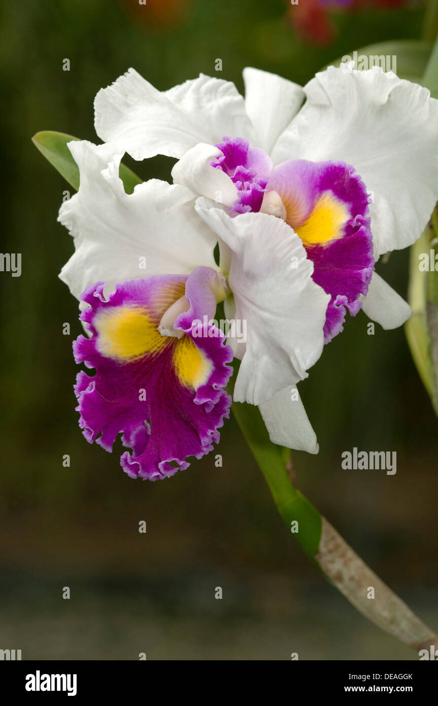 Warscewicz's Cattley's orchid (Cattleya warscewiczii), cultivar, Phuket, Thailand Stock Photo