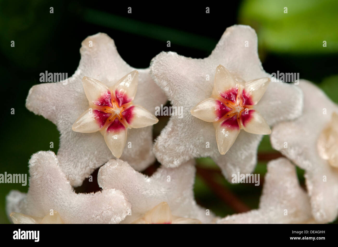 Closeup of a flower umbel of a Wax Plant (Hoya carnosa) Stock Photo
