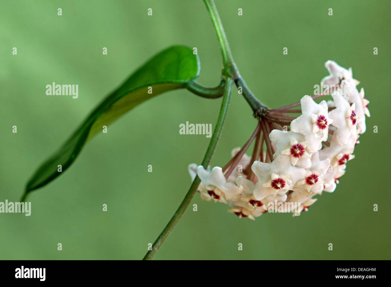 Flower umbel of a Wax Plant (Hoya carnosa) Stock Photo