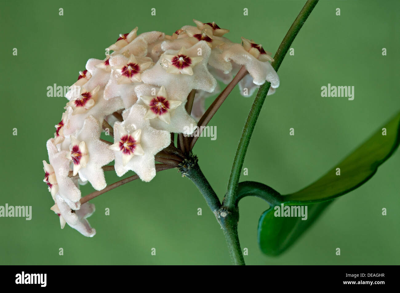 Flower umbel of a Wax Plant (Hoya carnosa) Stock Photo