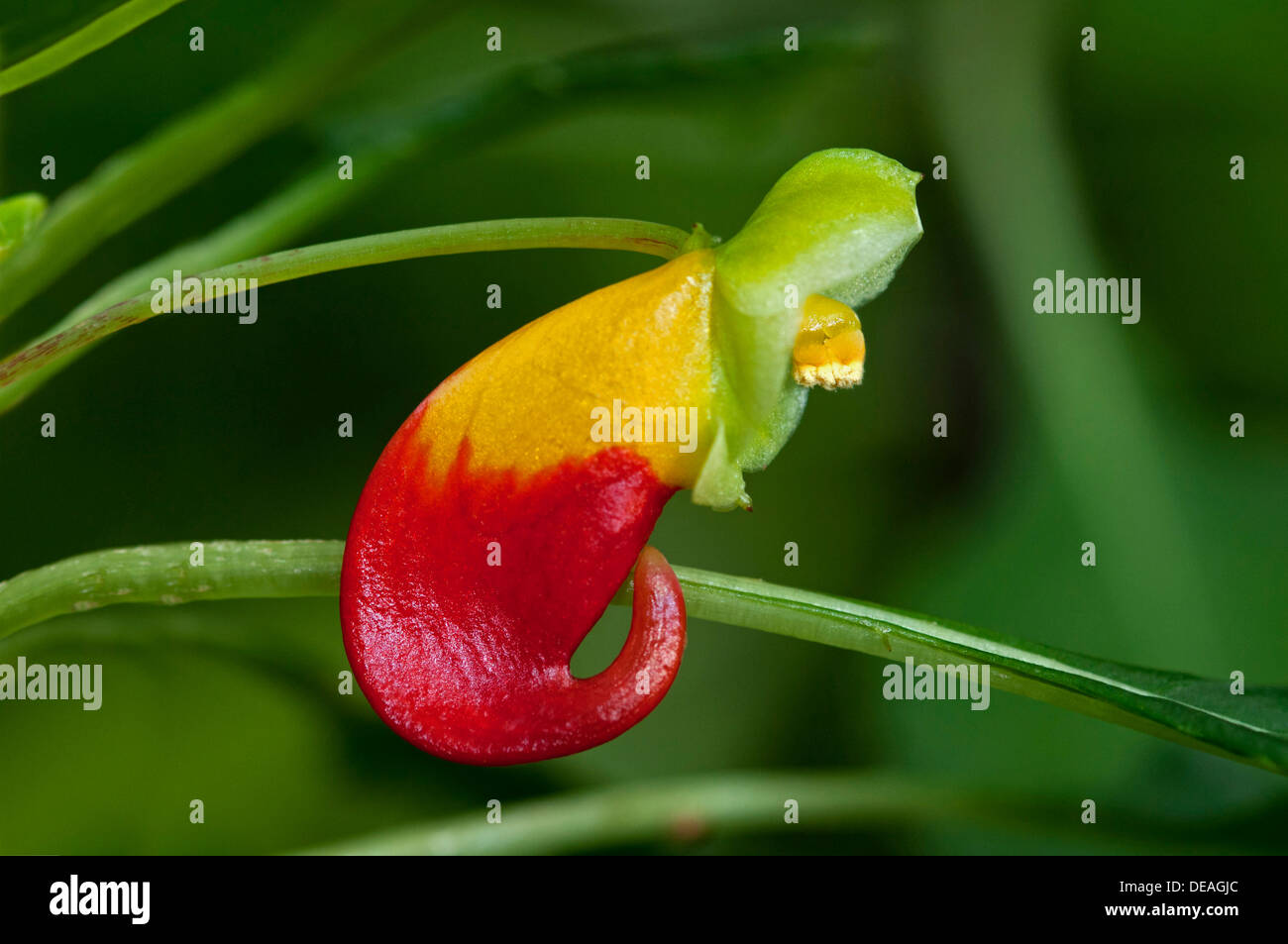 Red and yellow flower of the Congo Cockatoo (Impatiens niamniamensis), Lateinamerika Stock Photo