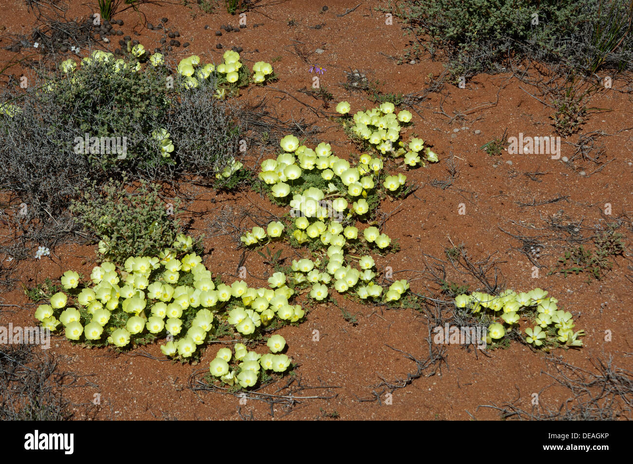 Duikerwortel or Pietsnot (Grielum humifusum), Goegap Nature Reserve, Goegap Naturreservat, Northern Cape, South Africa Stock Photo