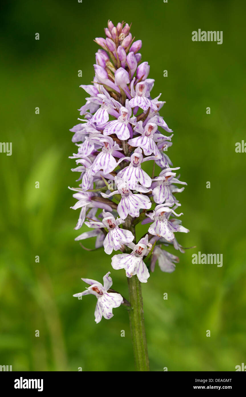 Heath Spotted Orchid or Moorland Spotted Orchid (Dactylorhiza maculata), Kaiserstuhl, Baden-Württemberg, Germany Stock Photo