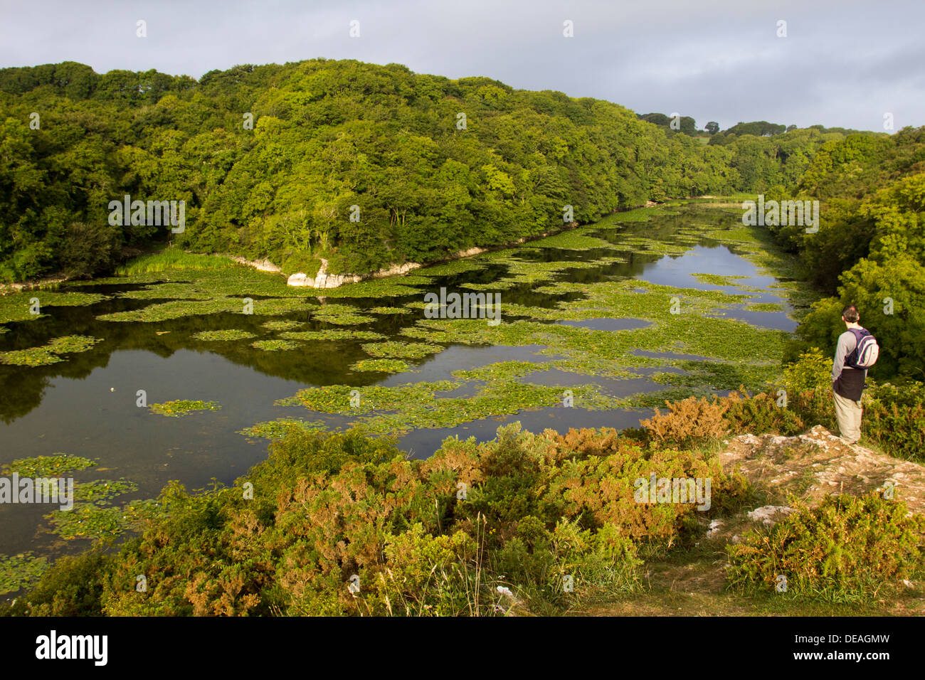View of Bosherston Lilly Ponds at Stackpole in West Wales Stock Photo ...