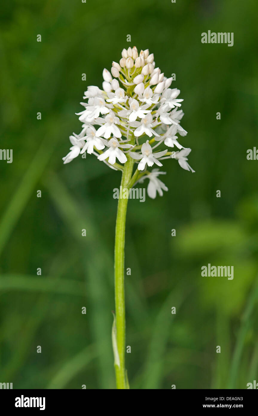 Rare white-flowering colour variation of Pyramidal Orchid (pyramidalis), Kaiserstuhl, Baden-Württemberg, Germany Stock Photo