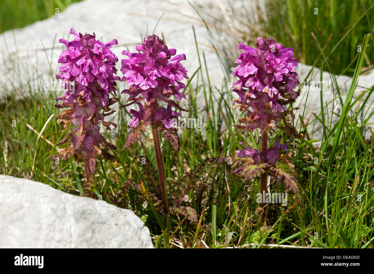 Verticillate lousewort (Pedicularis verticillata), Sanetschpass, Switzerland Stock Photo