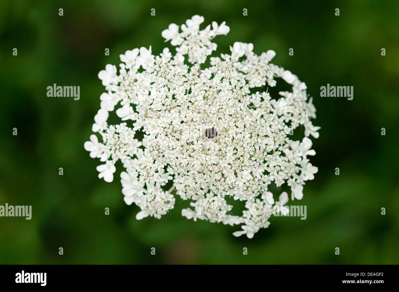 Umbel of Wild Carrot, Bird's Nest or Bishop's Lace (Daucus carota) with a sterile black contrast flower in the centre to imitate Stock Photo