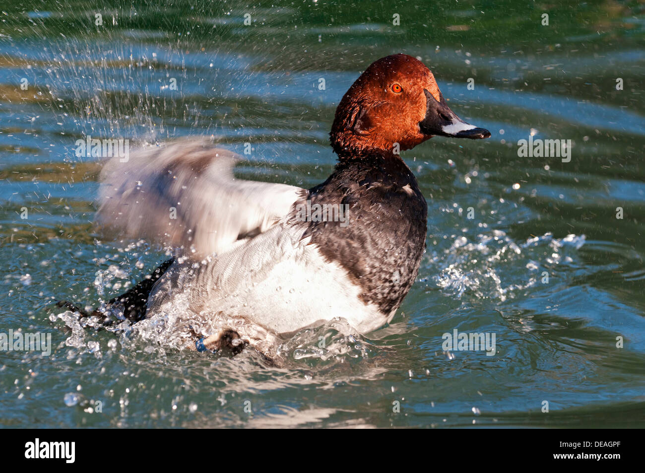 Flapping movement of wings hi-res stock photography and images - Alamy
