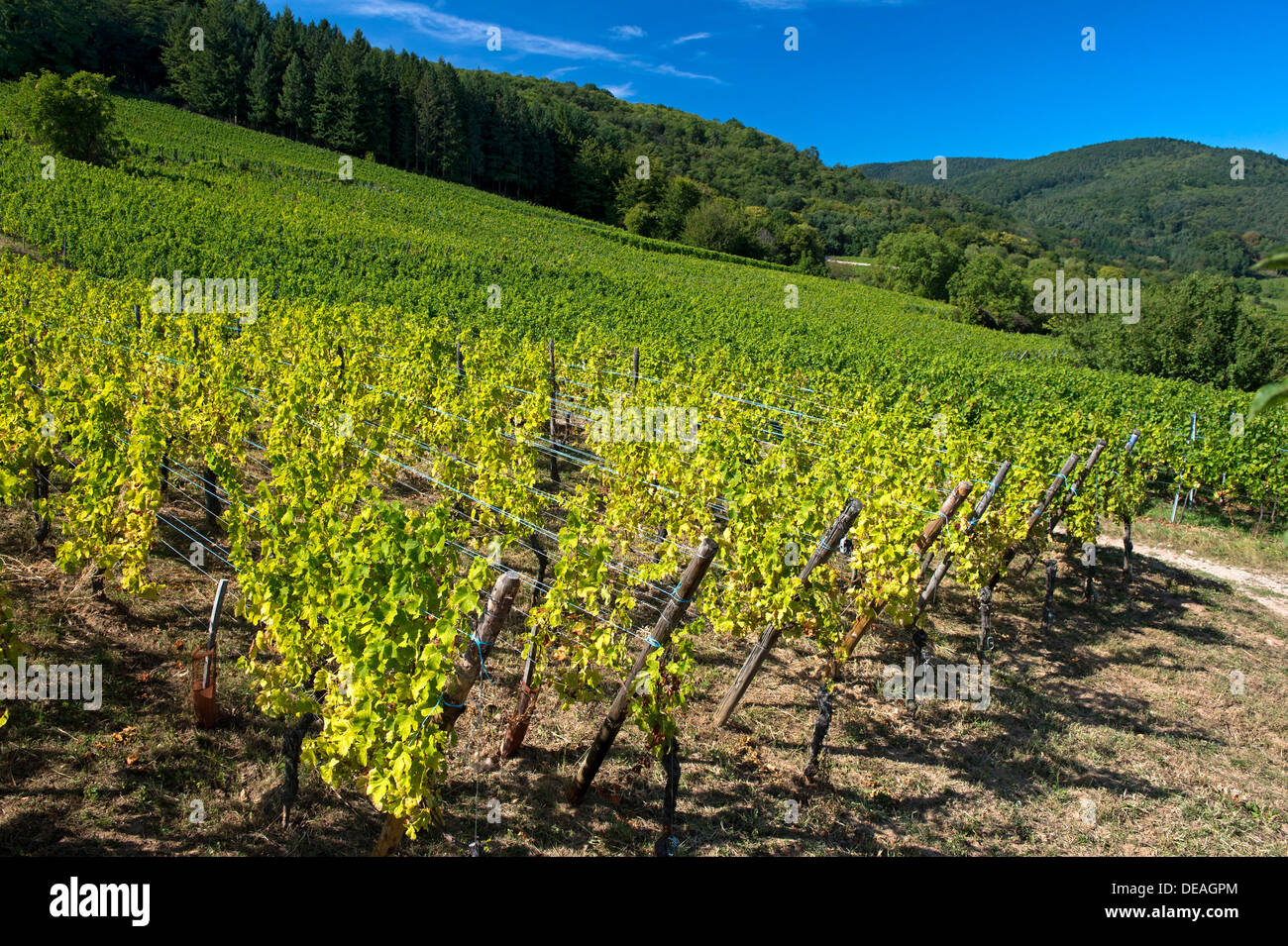 Grapevines with autumn leaves on a hillside, Riquewihr, Département Bas-Rhin, Alsace, France Stock Photo